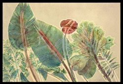 Margaret Bedell