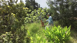 Makawao Paintout 2009